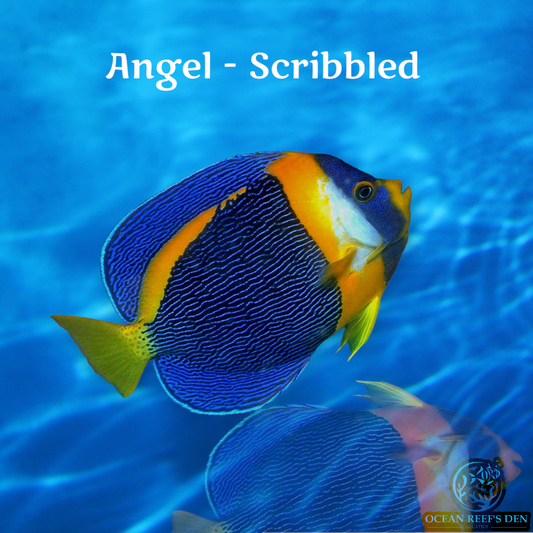 Angel - Scribbled