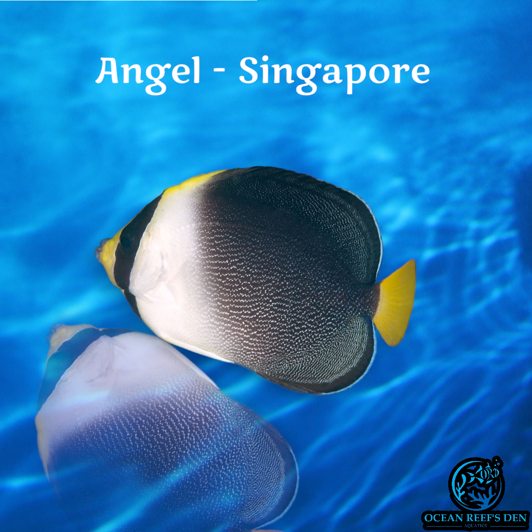 Angel - Singapore
