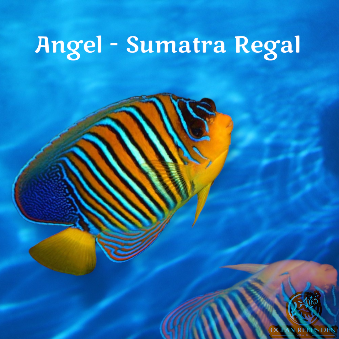 Angel - Sumatra Regal