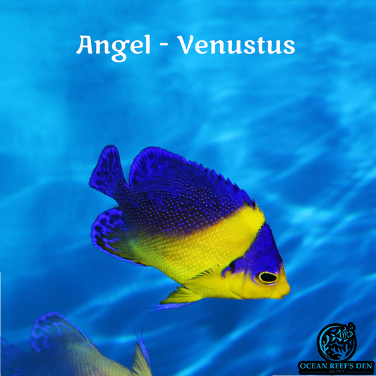 Angel - Venustus