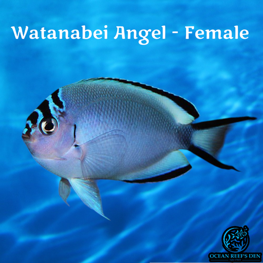 Angel - Watanabei Female