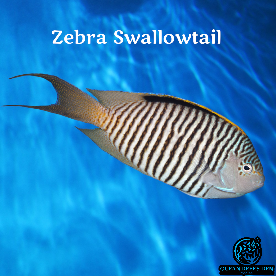 Angel - Zebra Swallowtail
