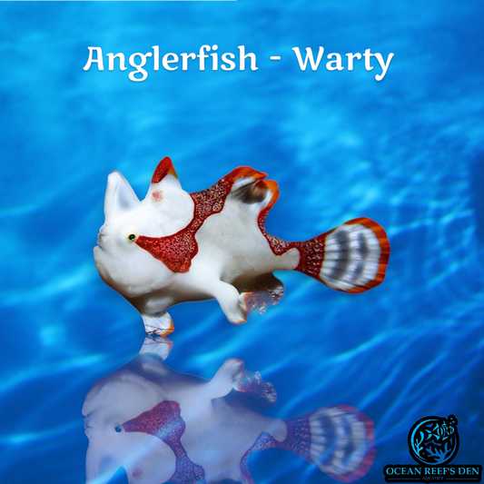 Anglerfish - Warty