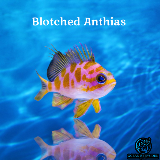 Anthias - Blotched
