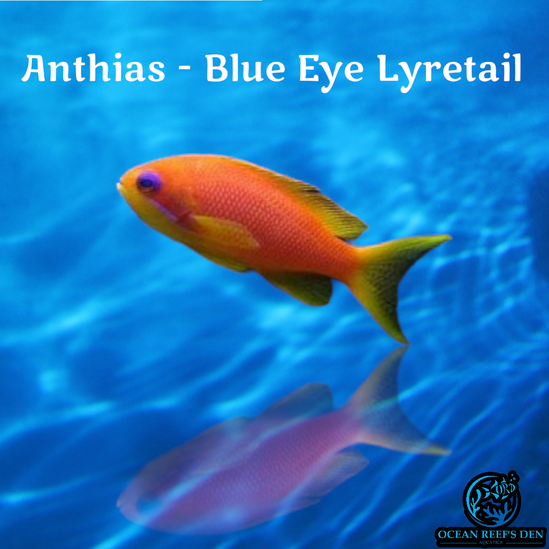 Anthias - Blue Eye Lyretail