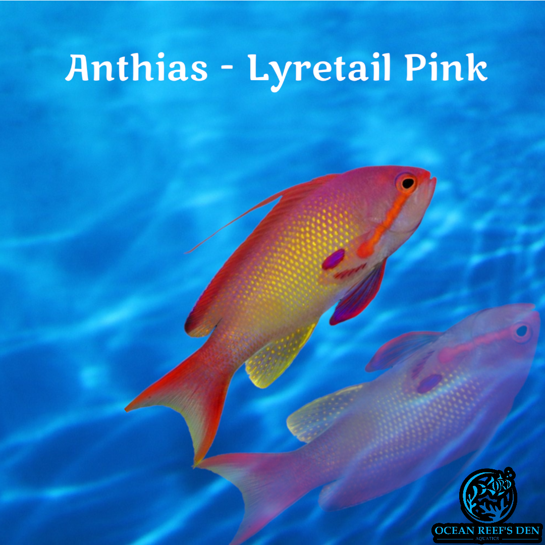 Anthias - Lyretail