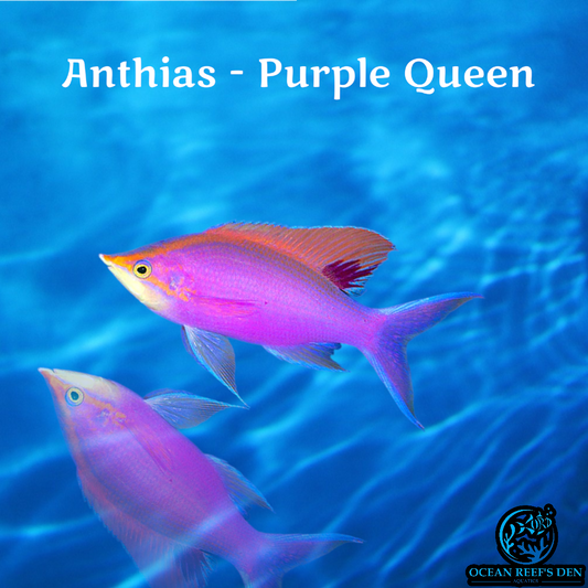 Anthias - Purple Queen