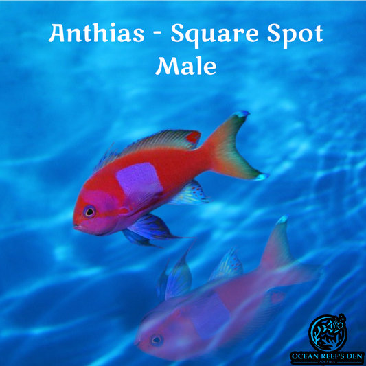 Anthias - Square Spot Male