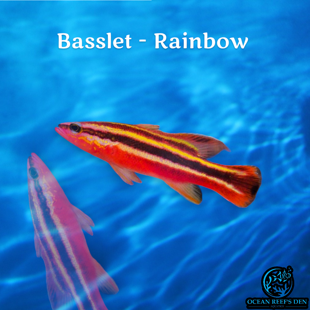 Basslet - Rainbow – Ocean Reef's Den Aquatics / ORD Aquatics