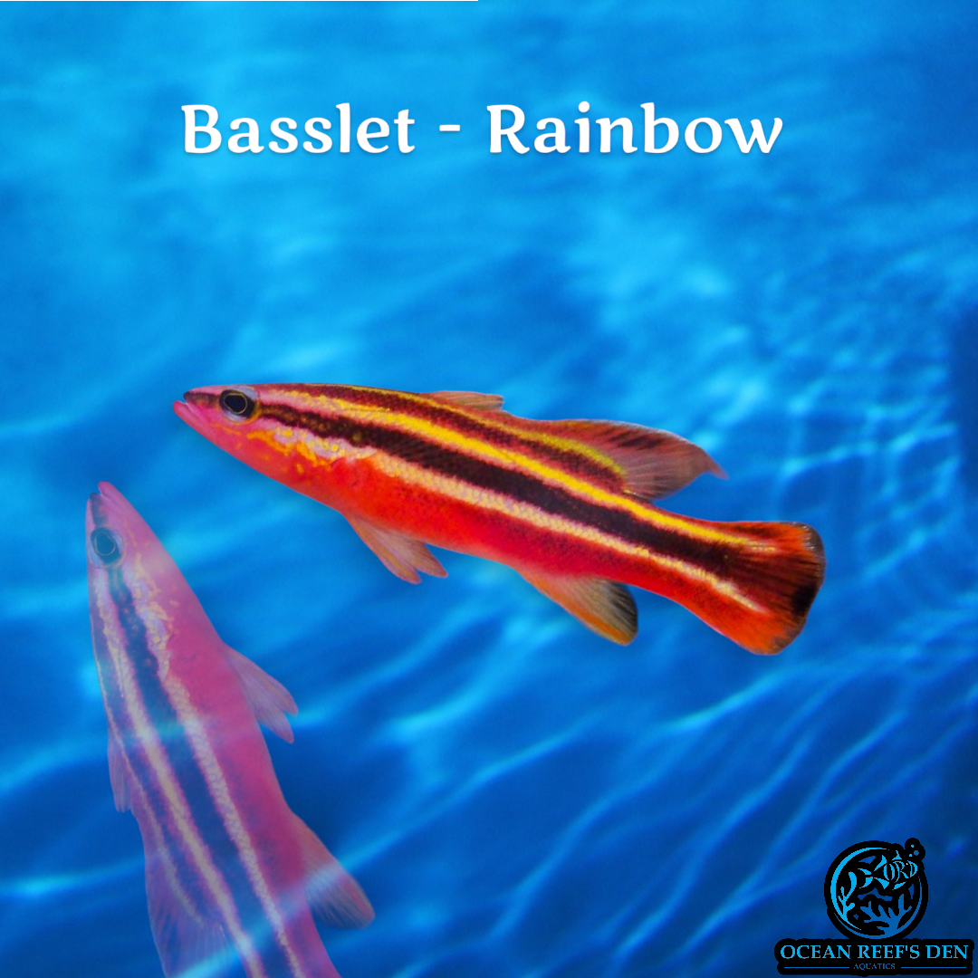 Basslet - Rainbow