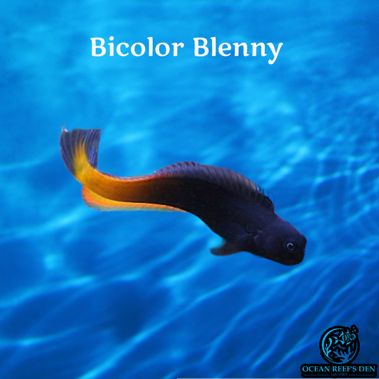 Blenny - Bicolor