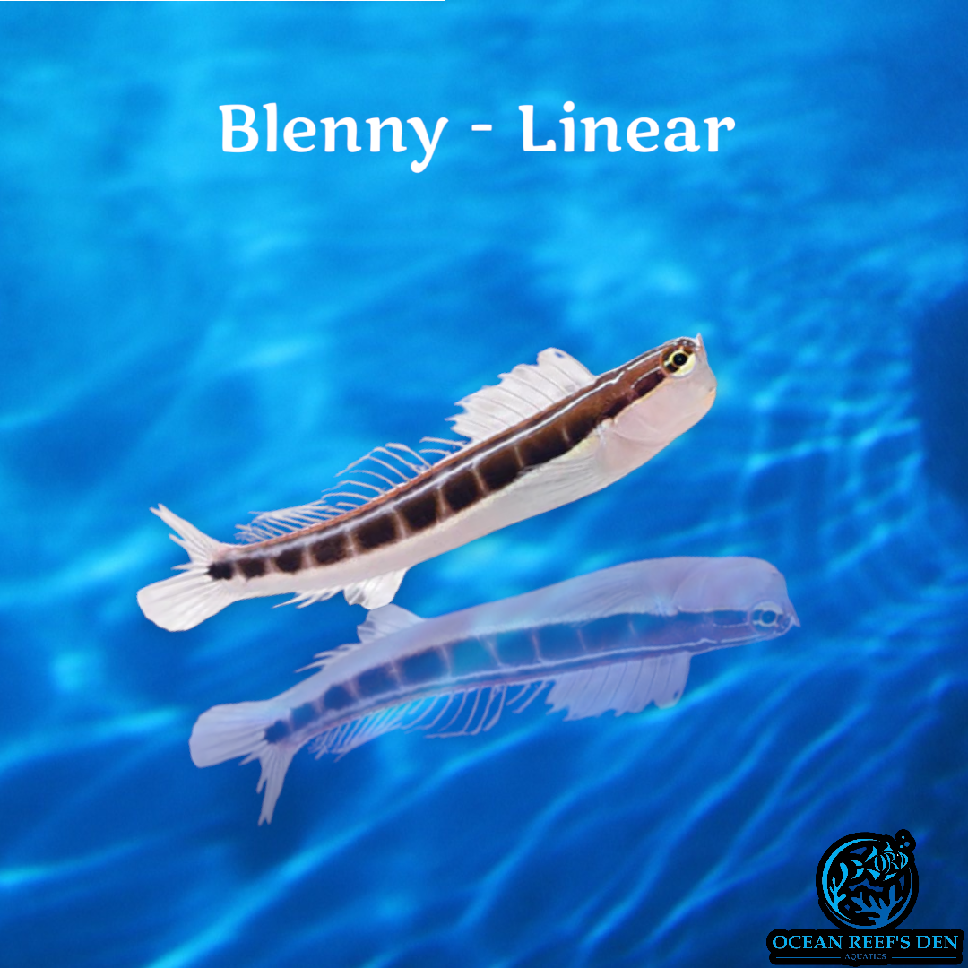 Blenny - Linear