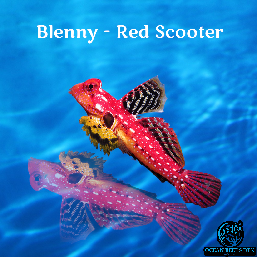 Red Scooter Goby at Caitlin Shaeffer blog