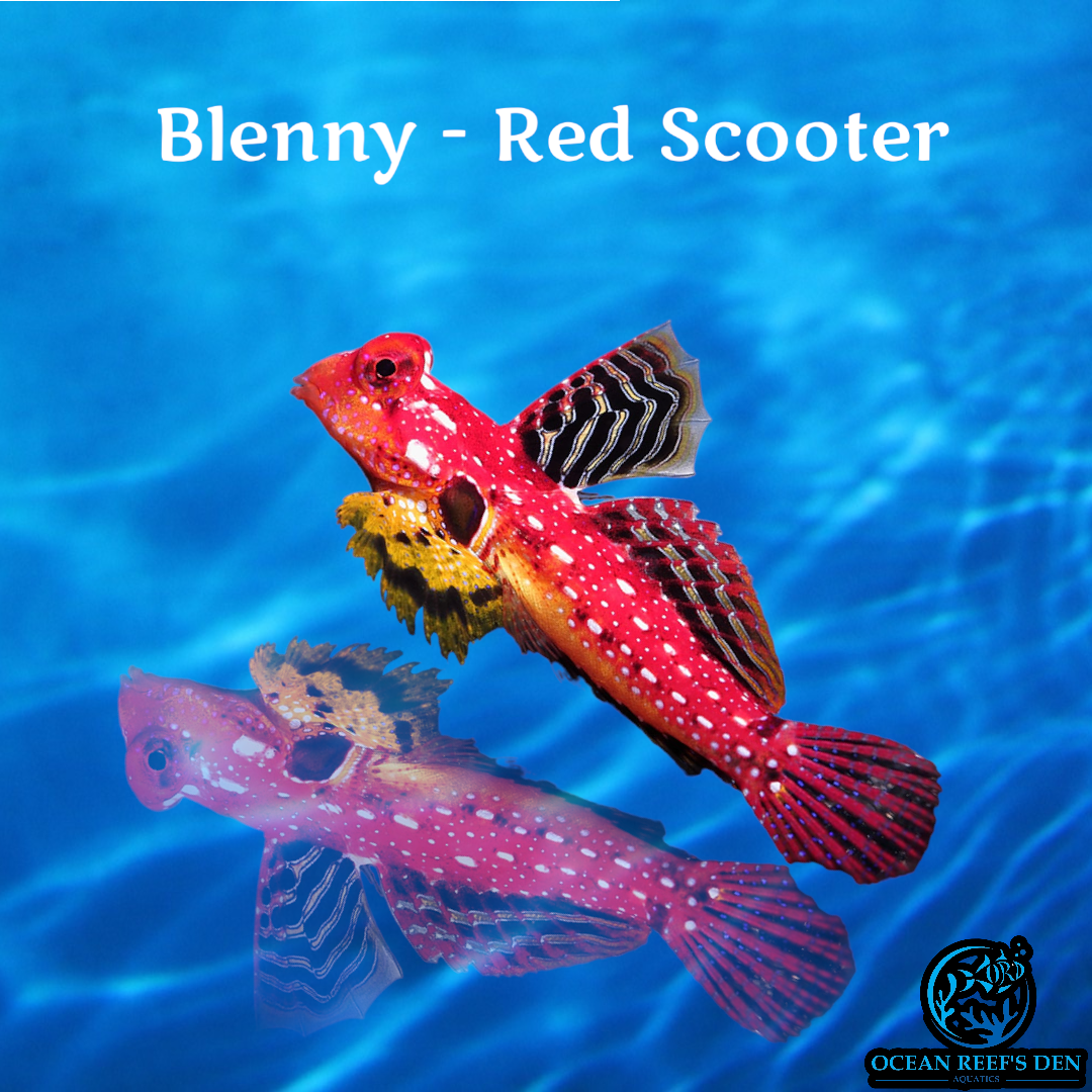 Blenny - Ruby Red Scooter