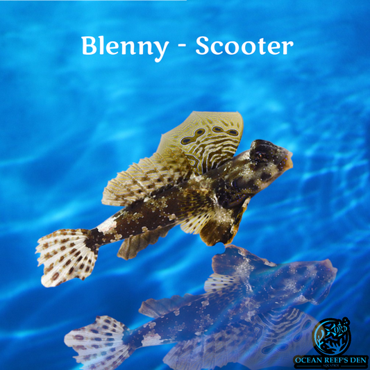 Blenny - Scooter