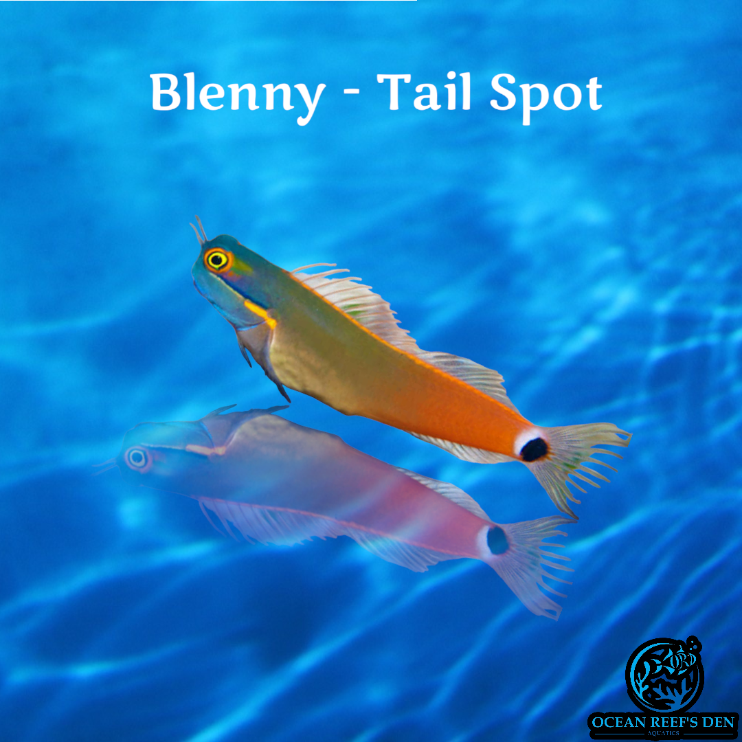 Blenny - Tail Spot