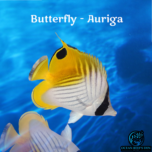 Butterfly - Auriga
