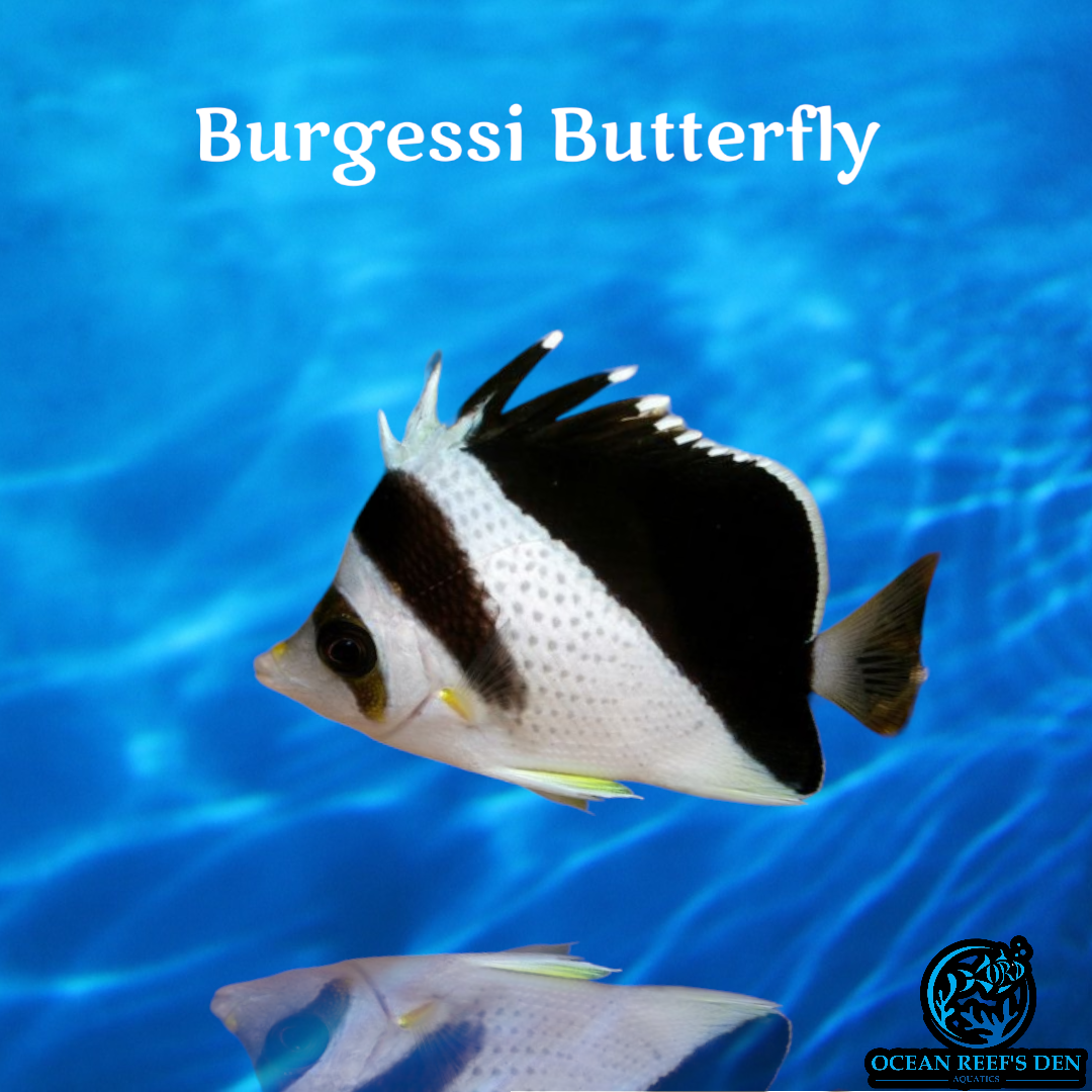 Butterfly - Burgess'
