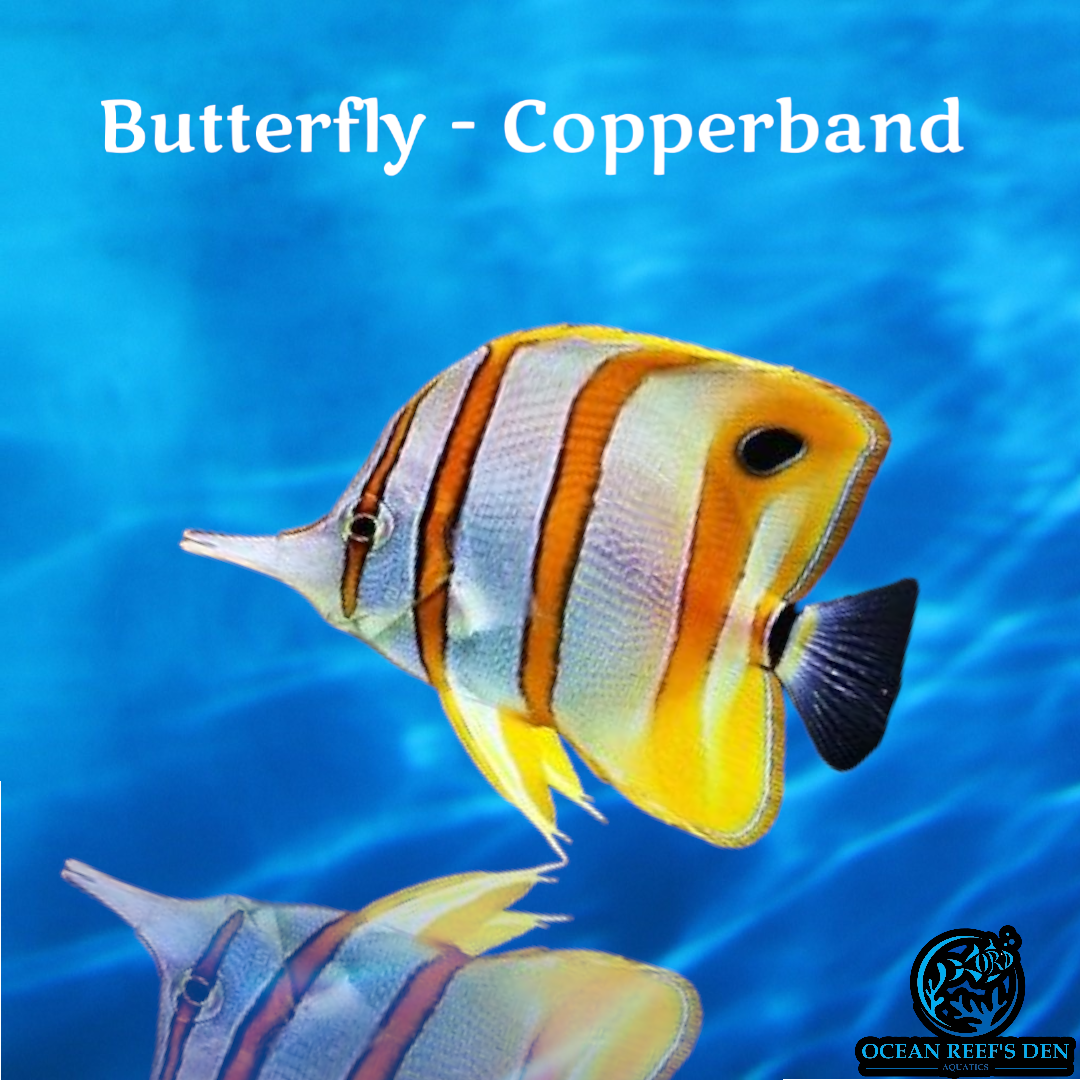 Butterfly - Copperband
