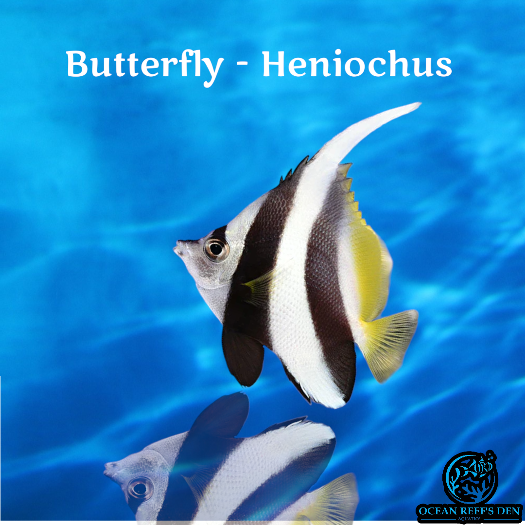 Butterfly - Heniochus