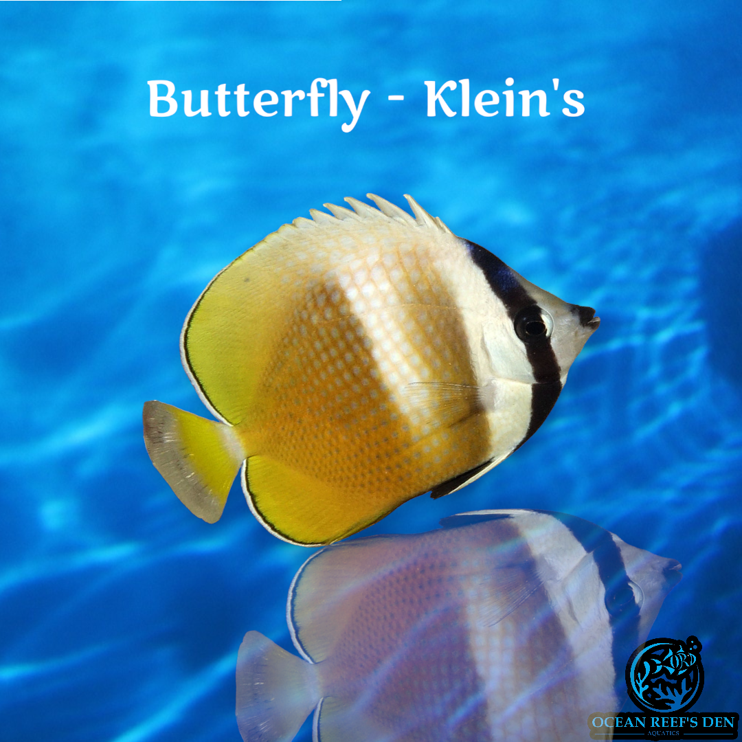 Butterfly - Klein's