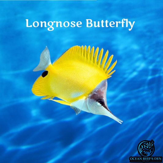 Butterfly - Longnose