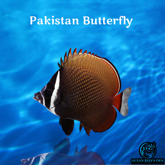 Butterfly - Pakistan