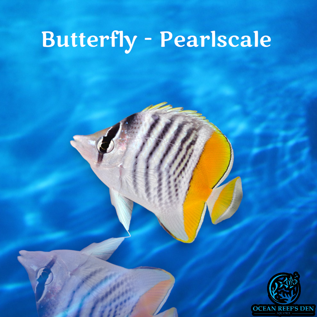 Butterfly - Pearlscale