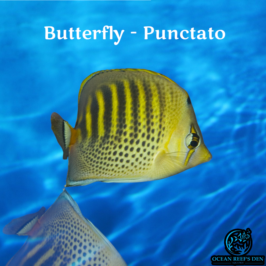 Butterfly - Punctato