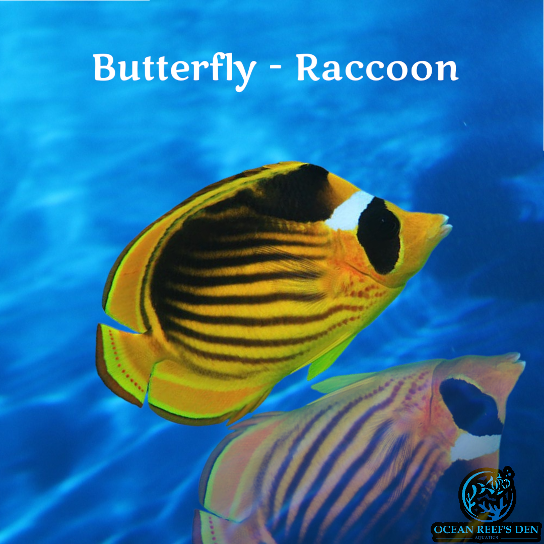 Butterfly - Raccoon