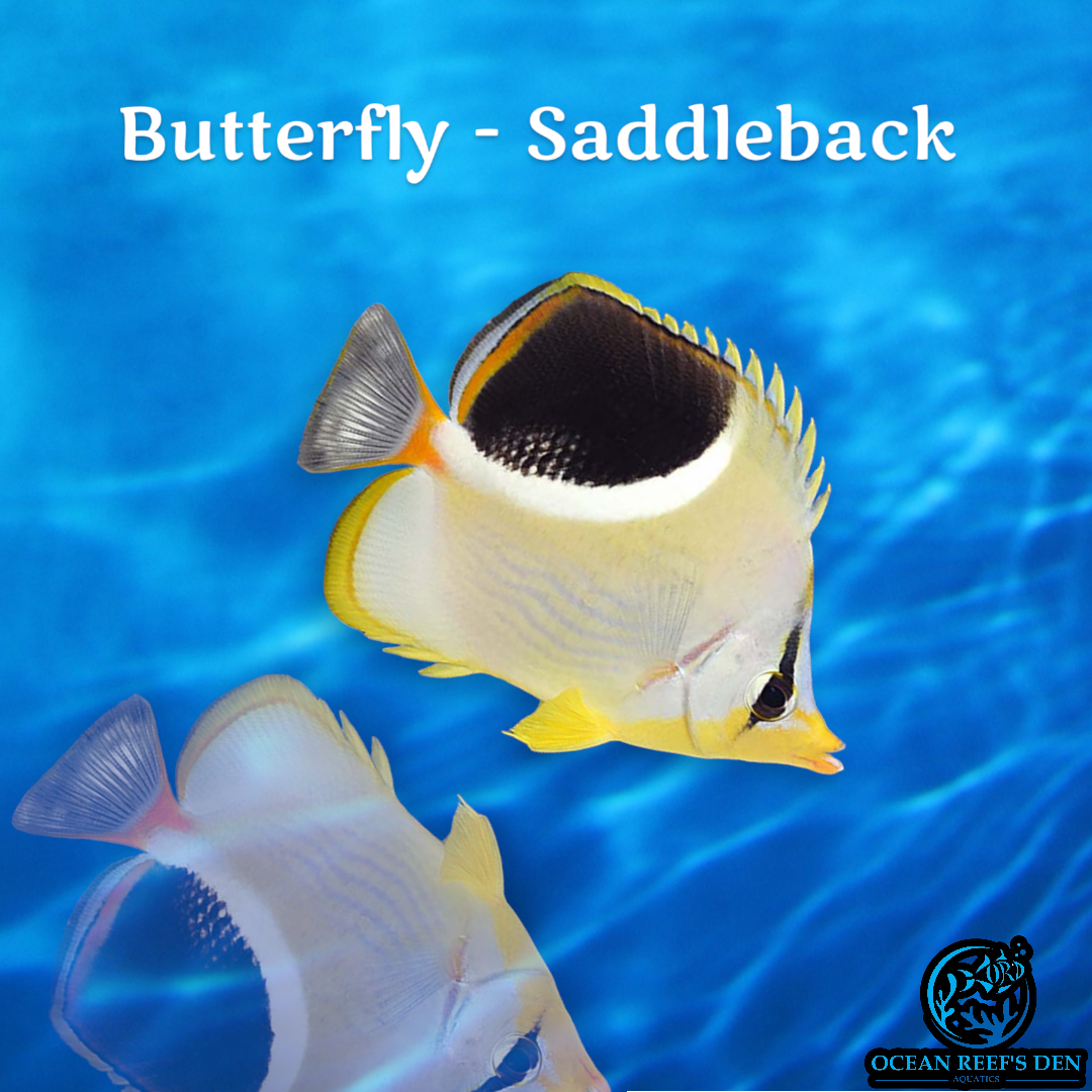 Butterfly - Saddleback