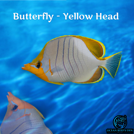 Butterfly - Yellow Head