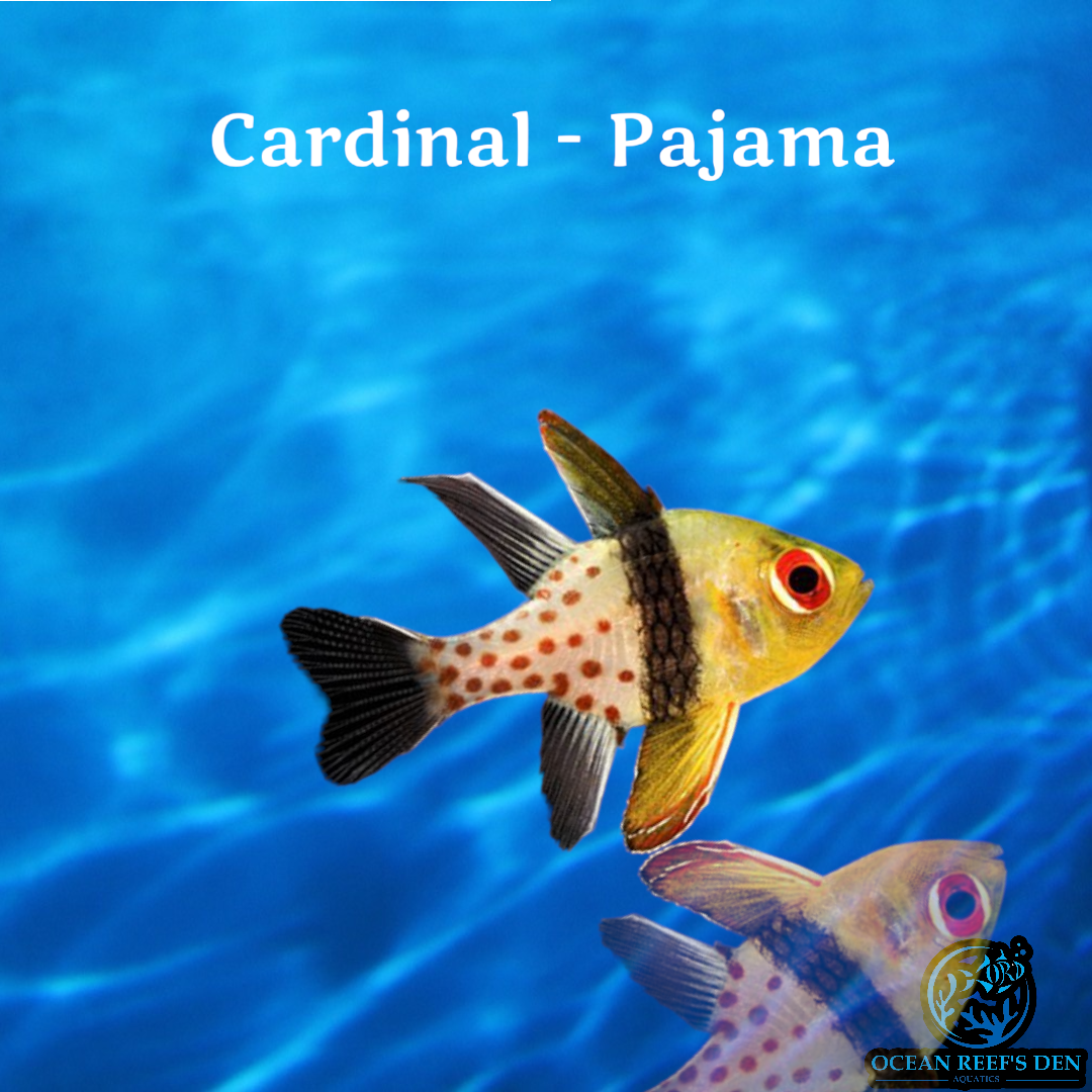 Cardinal - Pajama