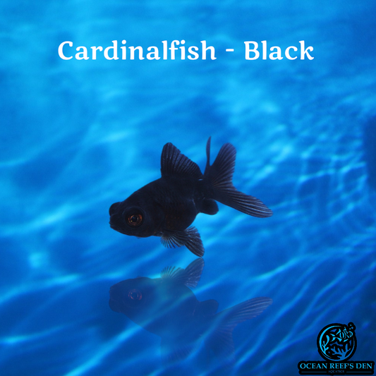 Cardinalfish - Black
