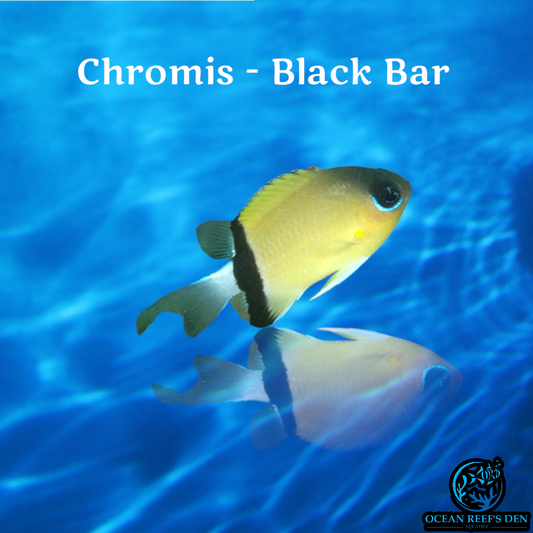 Chromis - Black Bar