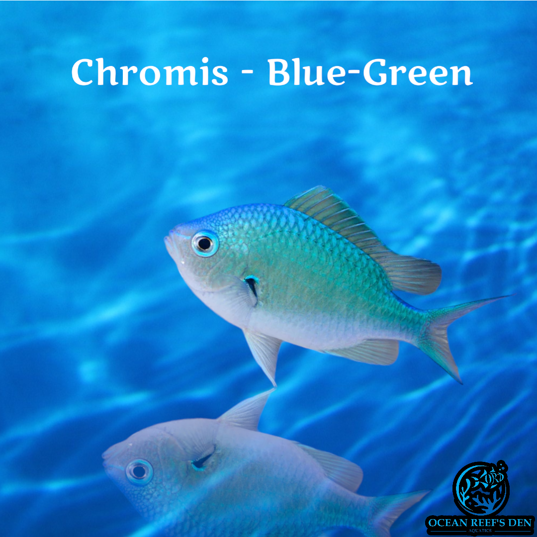Chromis - Blue-Green