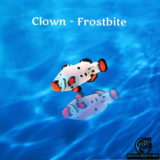 Clown - Frostbite