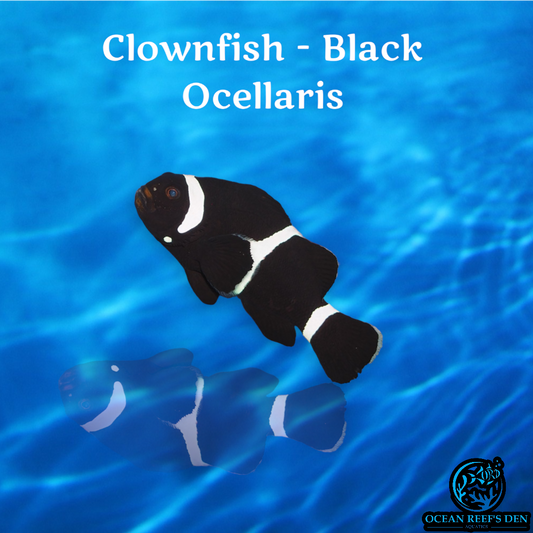 Clownfish - Black Ocellaris