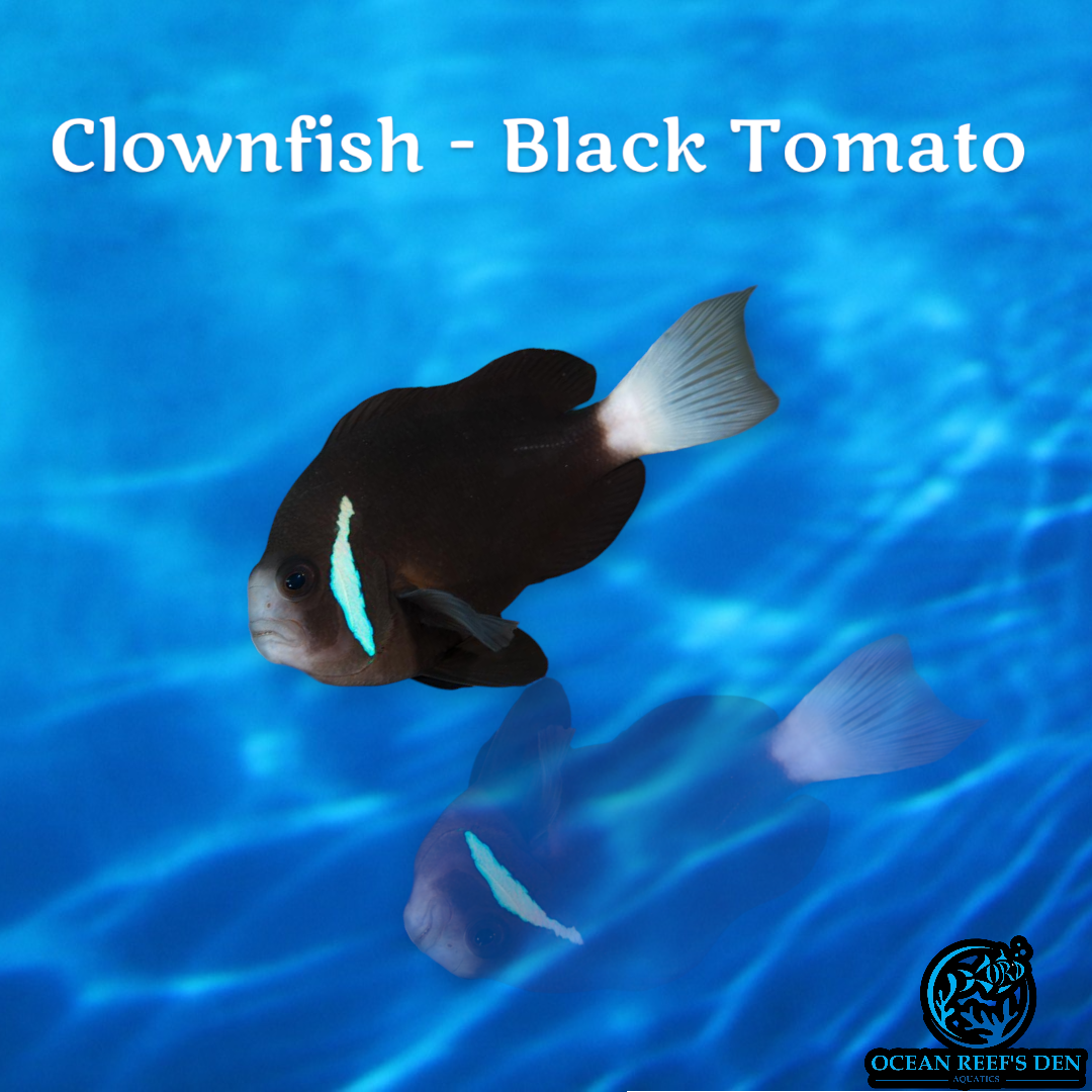 Clownfish - Black Tomato