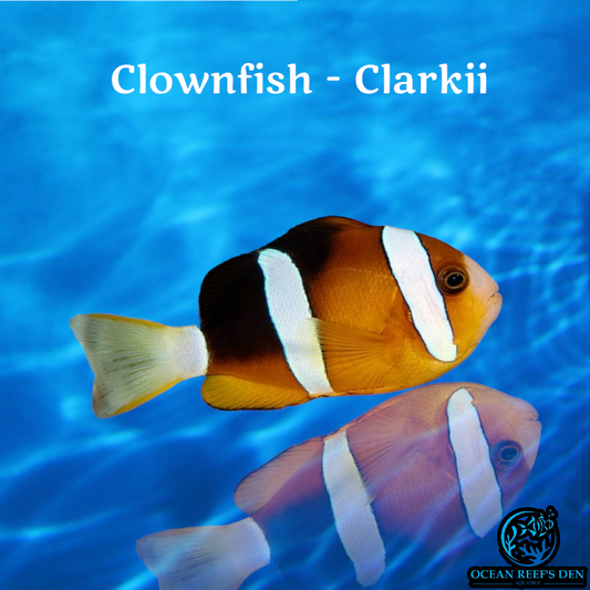 Clownfish - Clarkii