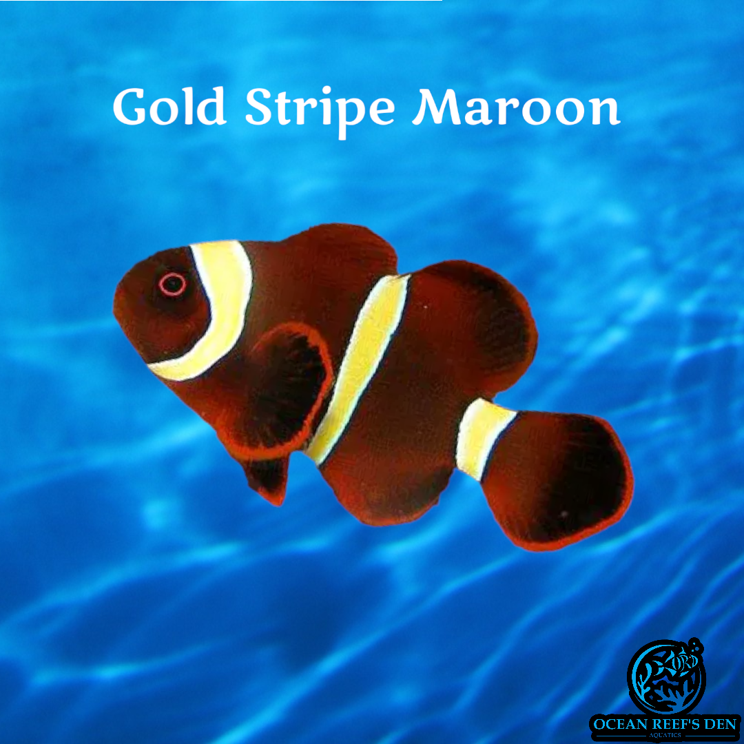 Clownfish - Gold Stripe Maroon