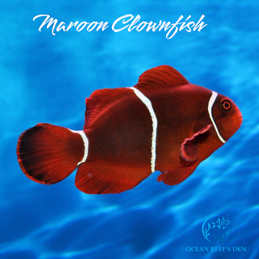 Clownfish -Maroon
