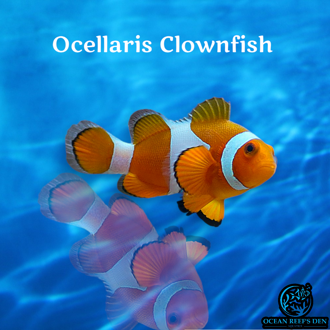 Clownfish - Ocellaris