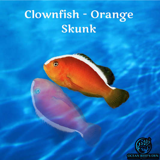 Clownfish - Orange Skunk