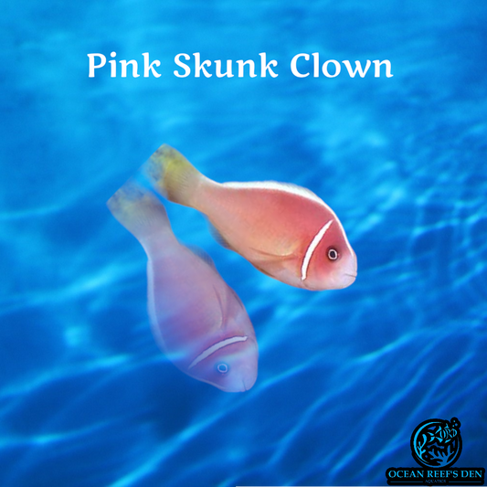 Clownfish - Pink Skunk