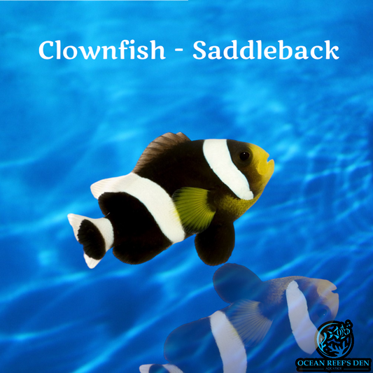 Clownfish - Saddleback Pair