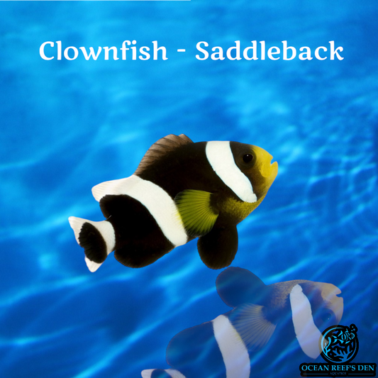 Clownfish - Saddleback