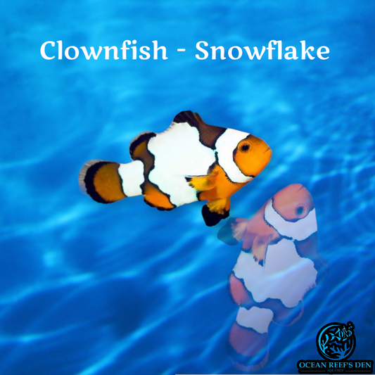 Clownfish - Snowflake
