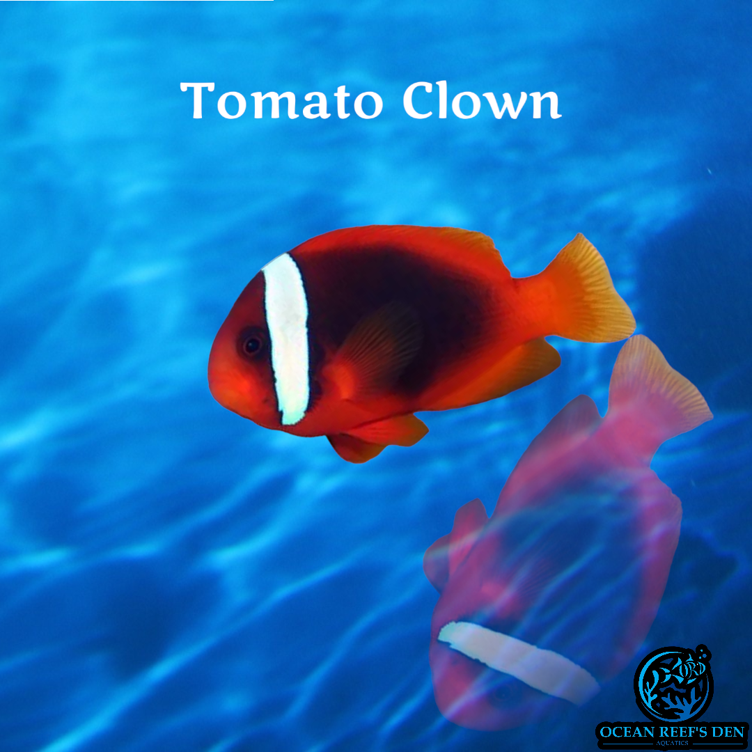 Clownfish - Tomato
