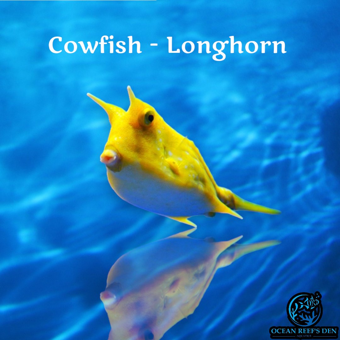 Cowfish - Longhorn